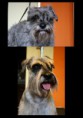 /album/fenykepgaleria/torpe-schnauzer-fej-jpg/